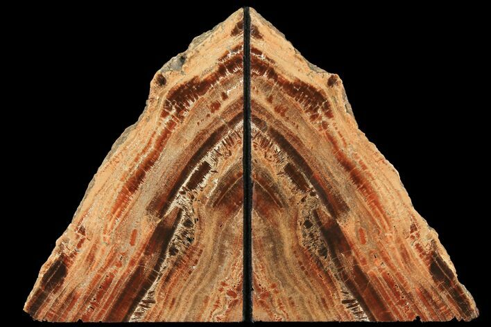 Tall, Arizona Petrified Wood Bookends - Red & Black #99303